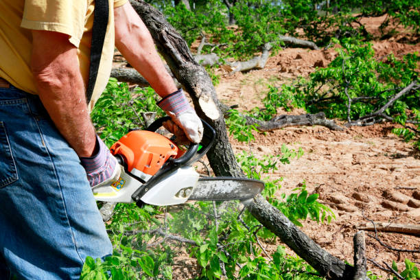 Dead Tree Removal in Gibson, AR